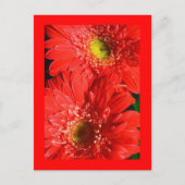 Fire Red Gerbera Briefkaart (Voorkant)