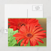 Fire Red Gerbera Daisy, kleurrijke bloem Briefkaart (Voorkant / Achterkant)