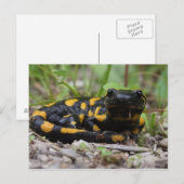 Fire Salamander Briefkaart (Voorkant / Achterkant)