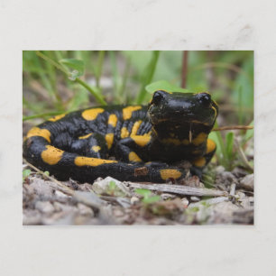 Fire Salamander Briefkaart