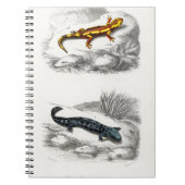 Fire Salamander en Hellbender Salamander Notitieboek (Voorkant)