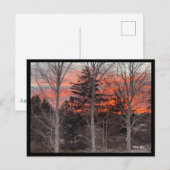 Fire Sky Through Winter Trees Briefkaart (Voorkant / Achterkant)