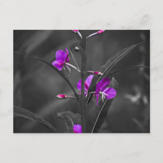 Fire Weed Mugshot Post Card Briefkaart