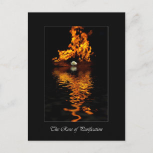 Fire & White Rose Flower Romance Briefkaart