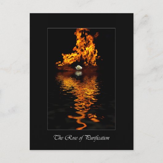 Fire & White Rose Flower Romance Briefkaart (Voorkant)