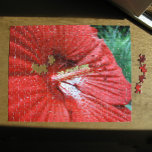 Fireball Hibiscus Flower with Raindrops Photo Legpuzzel<br><div class="desc">Een verbazingwekkend rood hibiscus bloom vult de meeste foto. De bloesem was de grootte van een salade bord. Raindrops bedekken de bladen. De geringe diepte van gebied benadrukt de ongebruikelijke pistil en stamen formatie. Vijf ronde, donkere rode, wazige stigma's tegen stijlen krommen achteruit aan het einde van de centrale kolom...</div>