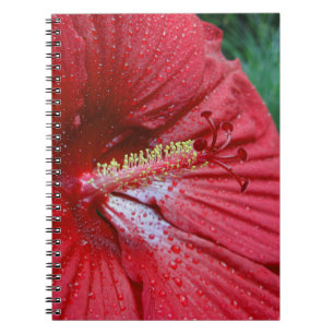 Fireball Hibiscus Flower with Raindrops Photo Notitieboek