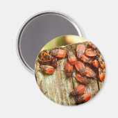 Firebugs Magnet (Voorkant / Achterkant)