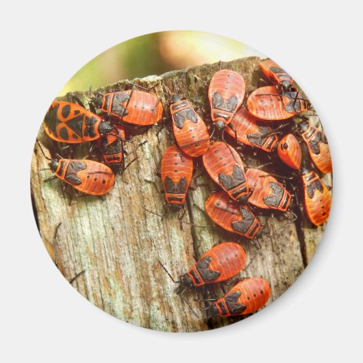 Firebugs Magnet (Voorkant)