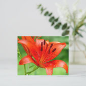 Firecracker Lilly Briefkaart (Staand voorkant)