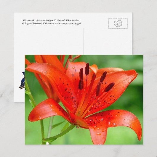 Firecracker Lilly Briefkaart (Voorkant / Achterkant)