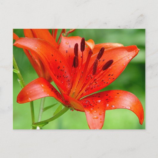 Firecracker Lilly Briefkaart (Voorkant)