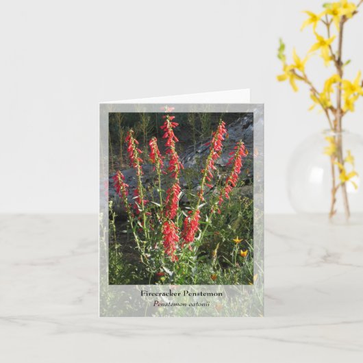 Firecracker Penstemon - Native Notecard Kaart (Gele Bloem)