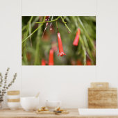 Firecracker-Plant Poster (Keuken)