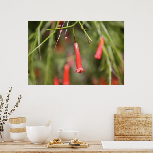 Firecracker-Plant Poster (Keuken)