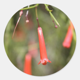 Firecracker-Plant Ronde Sticker
