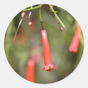 Firecracker-Plant Ronde Sticker