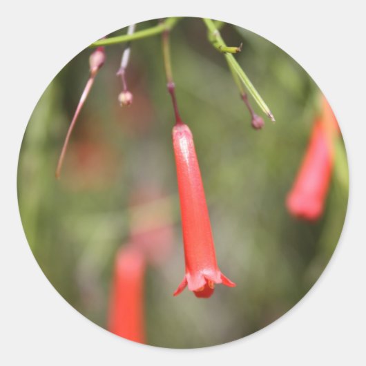 Firecracker-Plant Ronde Sticker (Voorkant)