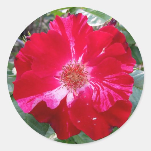 Firecracker-Roos ~ Single Bloom Ronde Sticker (Voorkant)