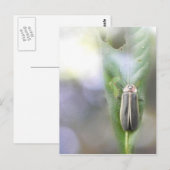 Firefly - Photuris Pyralis Briefkaart (Voorkant / Achterkant)