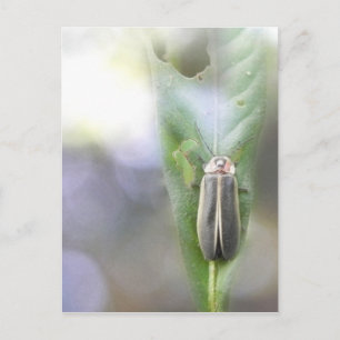Firefly - Photuris Pyralis Briefkaart