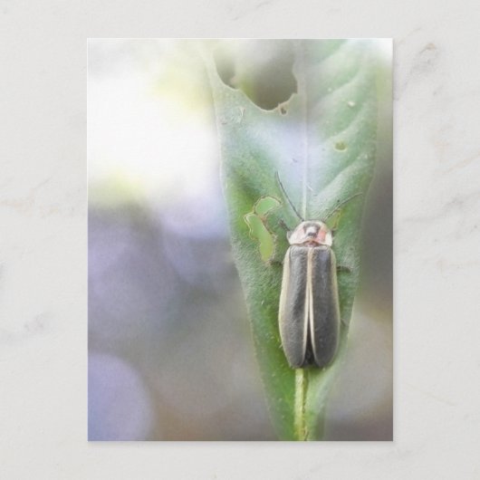 Firefly - Photuris Pyralis Briefkaart (Voorkant)