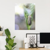 Firefly - Photuris Pyralis Poster (Thuiskantoor)