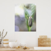 Firefly - Photuris Pyralis Poster (Keuken)