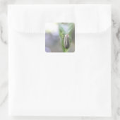 Firefly - Photuris Pyralis Vierkante Sticker (Tas)