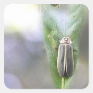 Firefly - Photuris Pyralis Vierkante Sticker