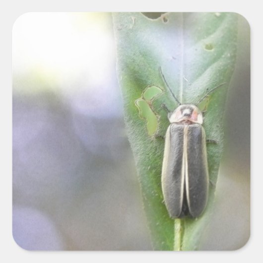 Firefly - Photuris Pyralis Vierkante Sticker (Voorkant)