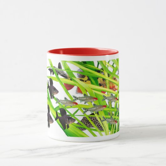 Firehead tetras 2 mok (Midden)