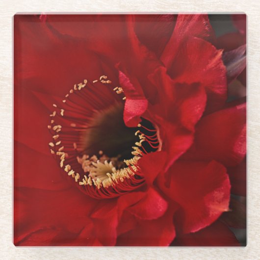 Firelight Cactus Flower Glazen Onderzetter (Voorkant)