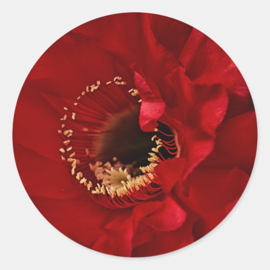 Firelight cactus flower ronde sticker (Voorkant)