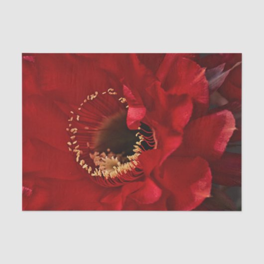 Firelight Cactus flower Tissuepapier (Voorkant)