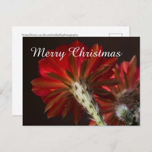 Firelight Cactus, overal, vrolijk kerstfeest Feestdagenkaart (Voorkant / Achterkant)
