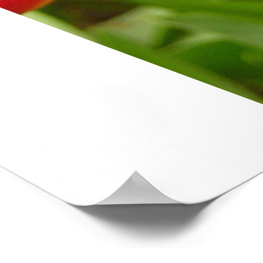 Firelight Tulip print (Hoek)