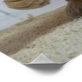 Fireplace Cat Poster (Hoek)