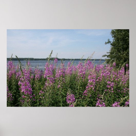 Fireweed Beach Poster (Voorkant)