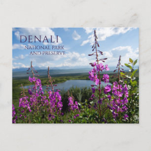 Fireweed Blossoms, Wonder Lake Denali NP, Alaska Briefkaart