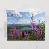 Fireweed Blossoms, Wonder Lake Denali NP, Alaska Briefkaart (Voorkant / Achterkant)
