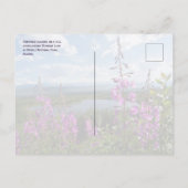 Fireweed Blossoms, Wonder Lake Denali NP, Alaska Briefkaart (Achterkant)
