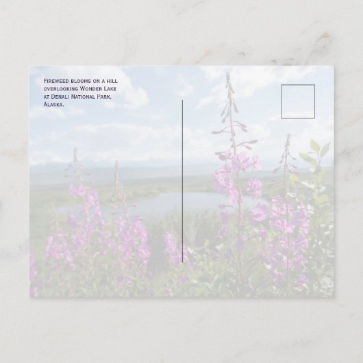 Fireweed Blossoms, Wonder Lake Denali NP, Alaska Briefkaart (Achterkant)