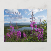 Fireweed Blossoms, Wonder Lake Denali NP, Alaska Briefkaart (Voorkant)