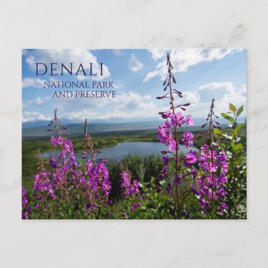 Fireweed Blossoms, Wonder Lake Denali NP, Alaska Briefkaart (Voorkant)