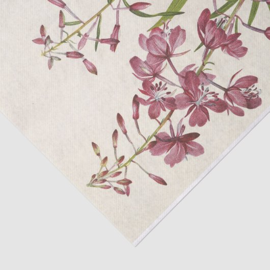 Fireweed door Mary Vaux Walcott Tissuepapier (Detail)