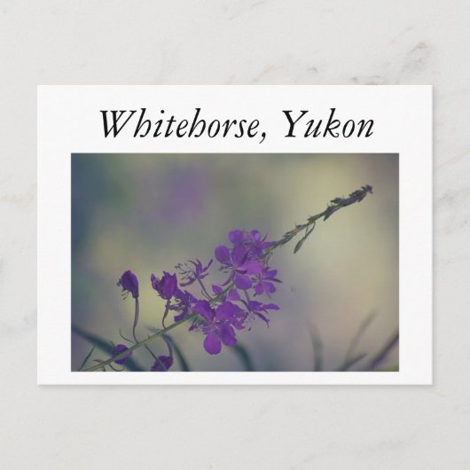 Fireweed, Fox Lake, Whitehorse, Yukon Briefkaart (Voorkant)