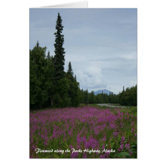 Fireweed langs de Parks Highway, Alaska