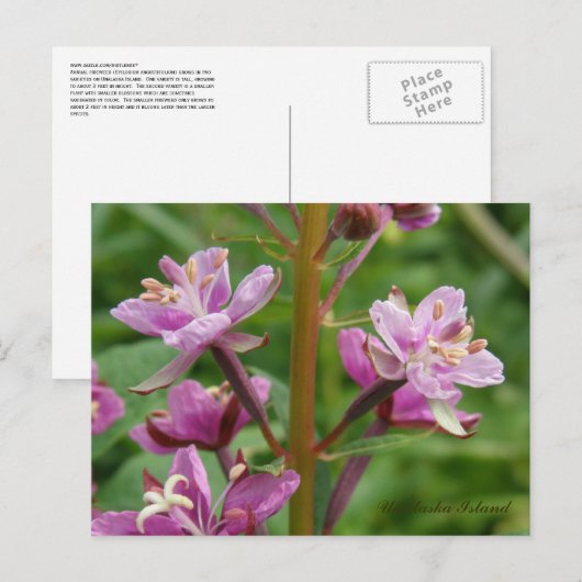 Fireweed Variegated Blosbezems, Unalaska Island Briefkaart (Voorkant / Achterkant)