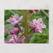 Fireweed Variegated Blosbezems, Unalaska Island Briefkaart (Voorkant)